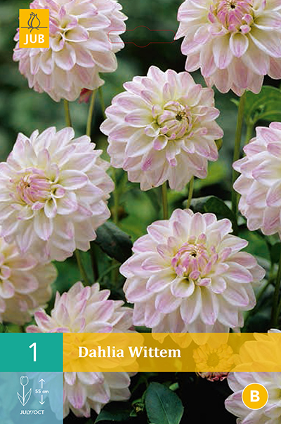 Dahlia Wittem