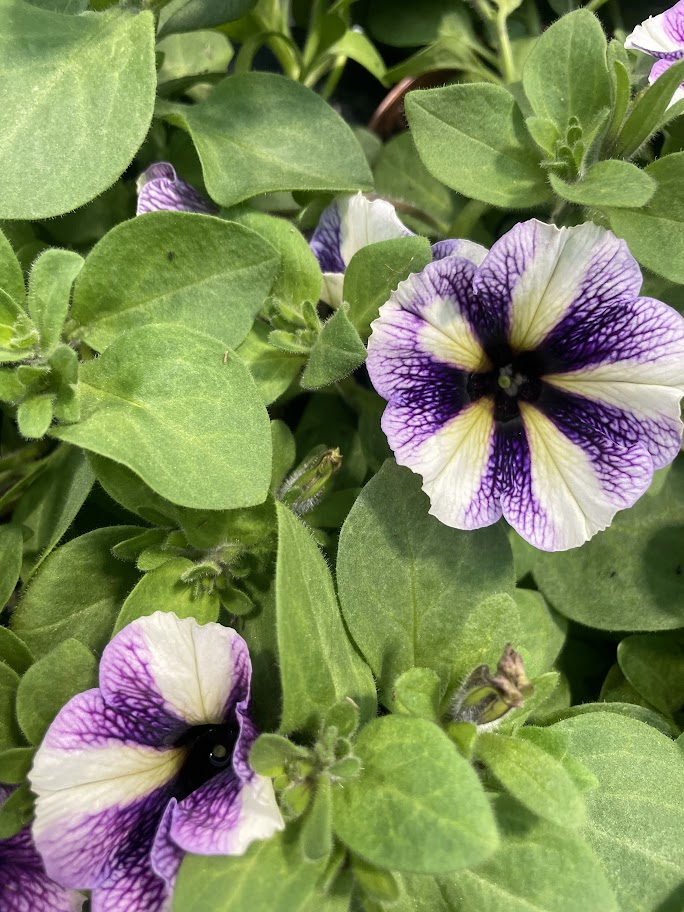 Petunia x Atkinsiana / Tóbakshorn 'Surfinia', 14cm pt.