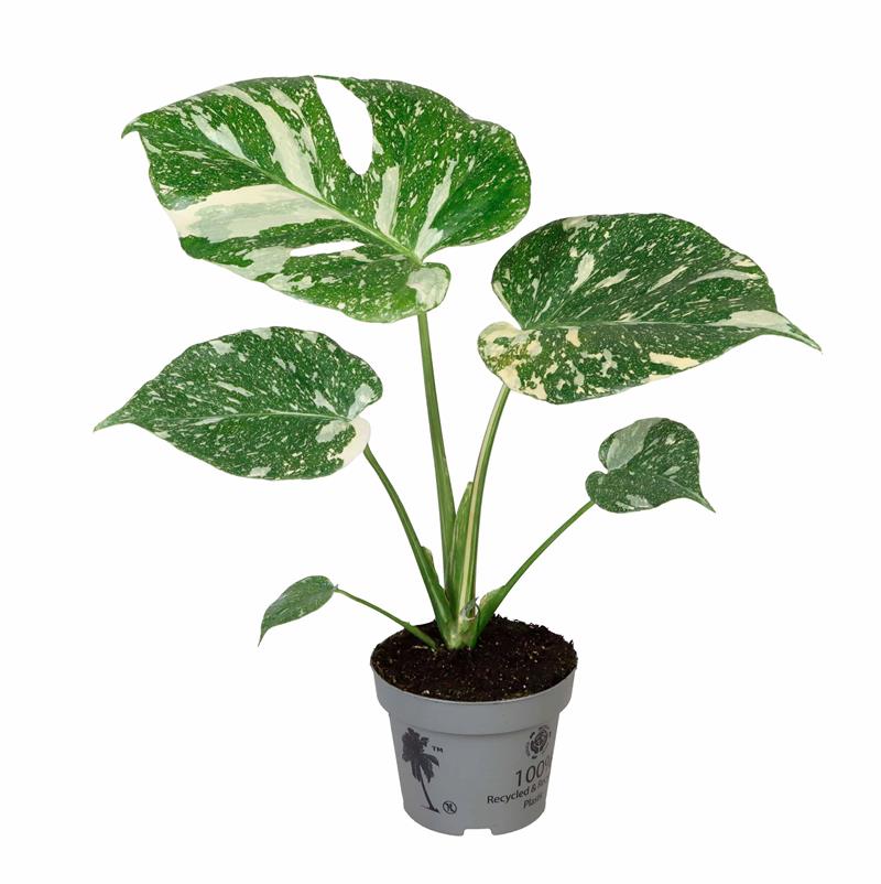 Monstera Deliciosa/Rifblaðka Thai Constella í 12cm potti