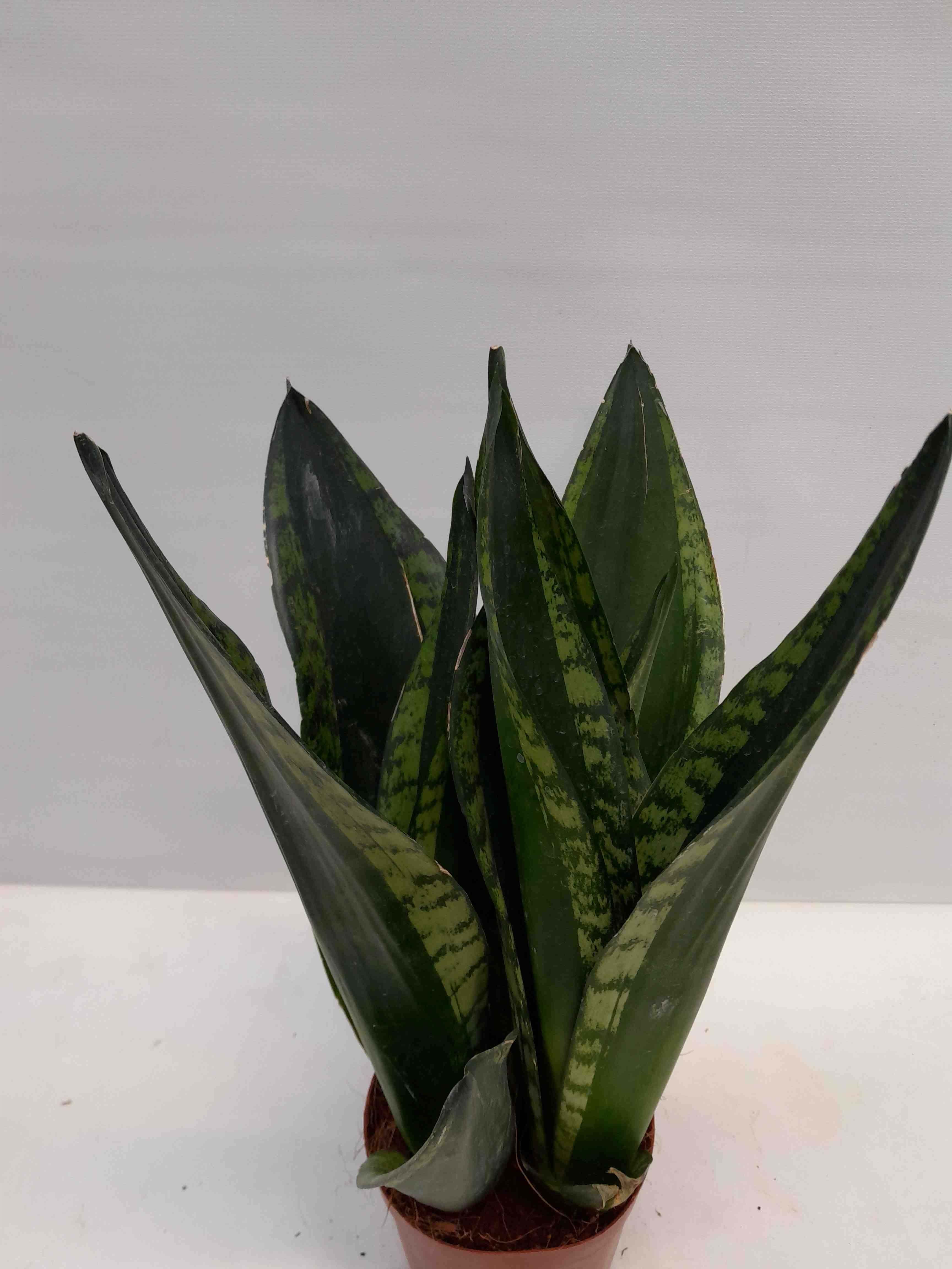 Sansevieria Trifasciata/Indíánafjöður silver stripe í 12cm p
