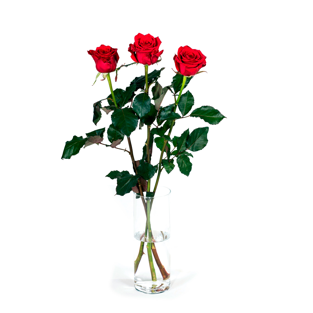 Rósir rauðar 60cm 3stk.