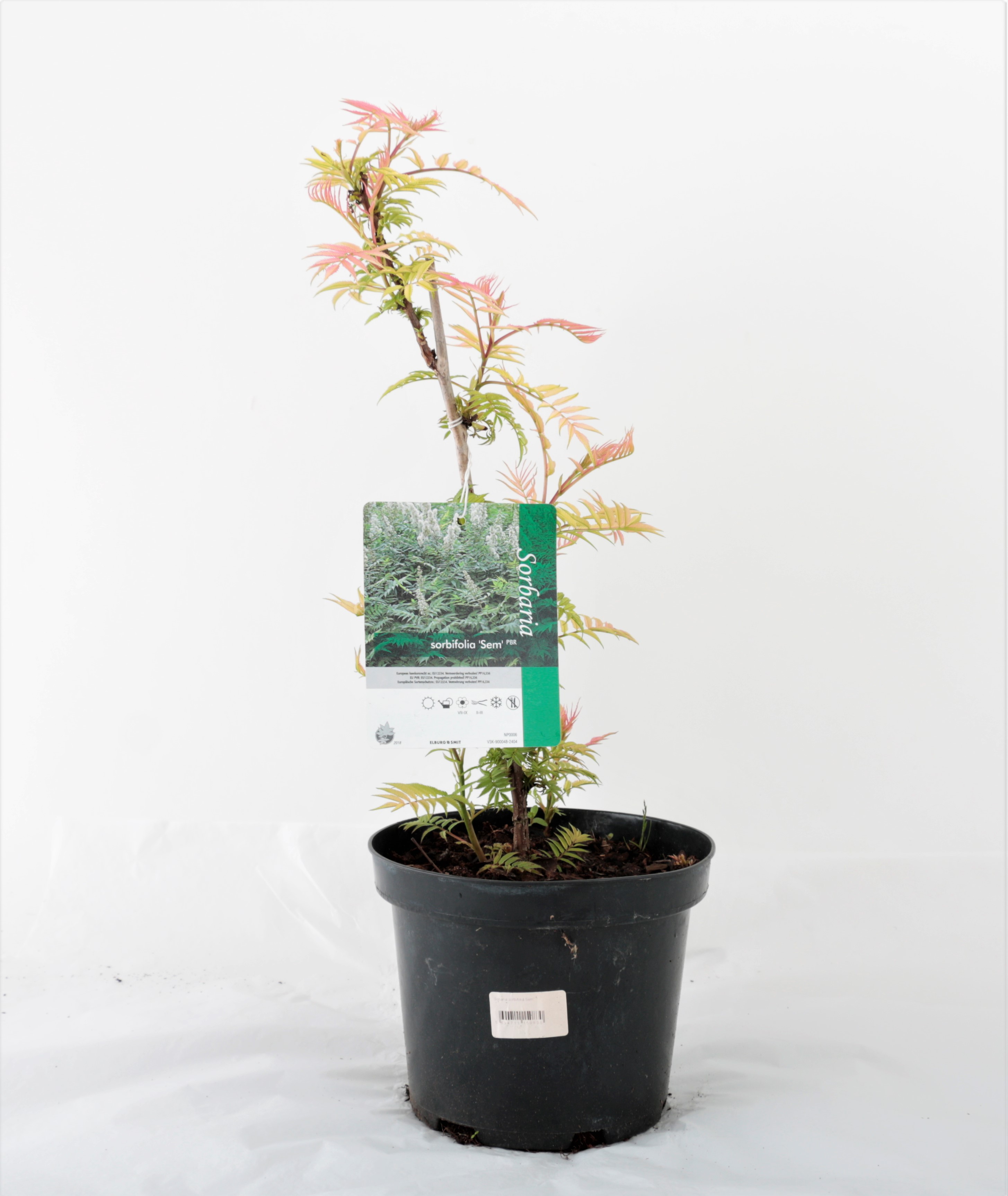 Sorbaria Sorbifolia/Reyniblaðka