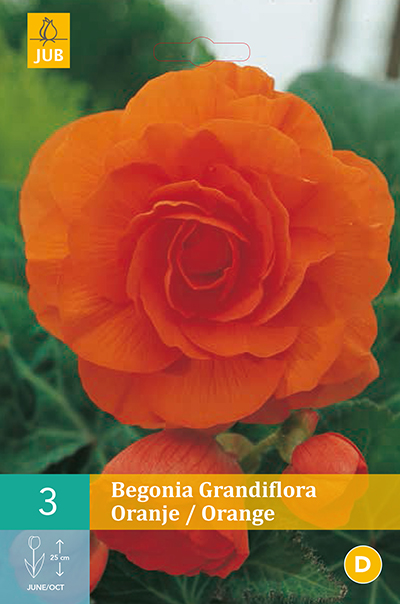Begonias Grandiflora Orange 3stk.