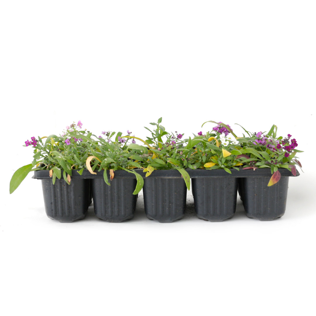 Lobularia Maritima / Skrautnál, 10stk. í bakka